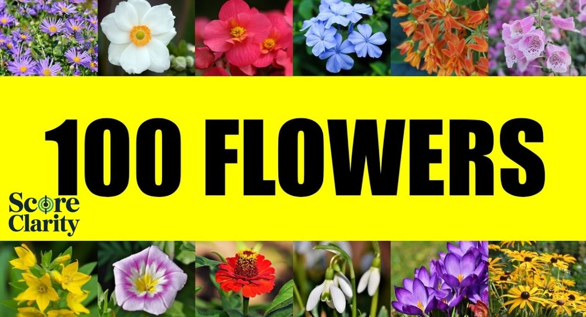 100+ Popular Types of Flowers (A–Z)