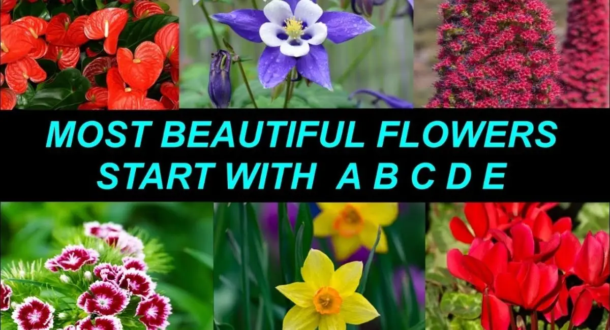 25 Popular Types of Flowers with Names, Categories, and Growing Tips 