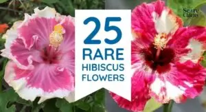 25 Rarest Flowers Around the World