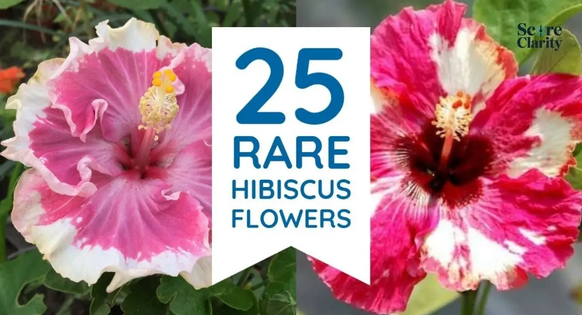 25 Rarest Flowers Around the World