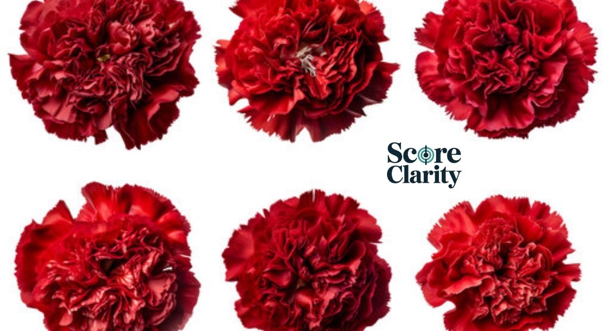 Carnation