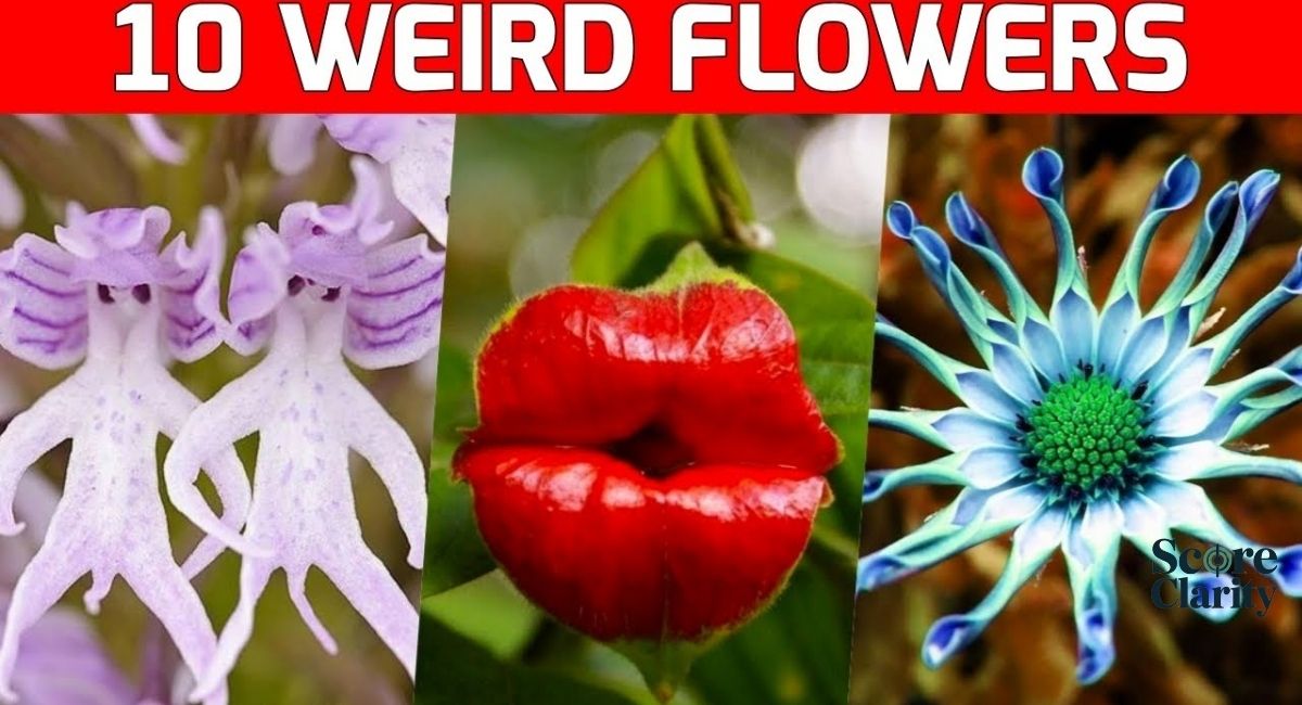 Rare Flowers Found in Asia