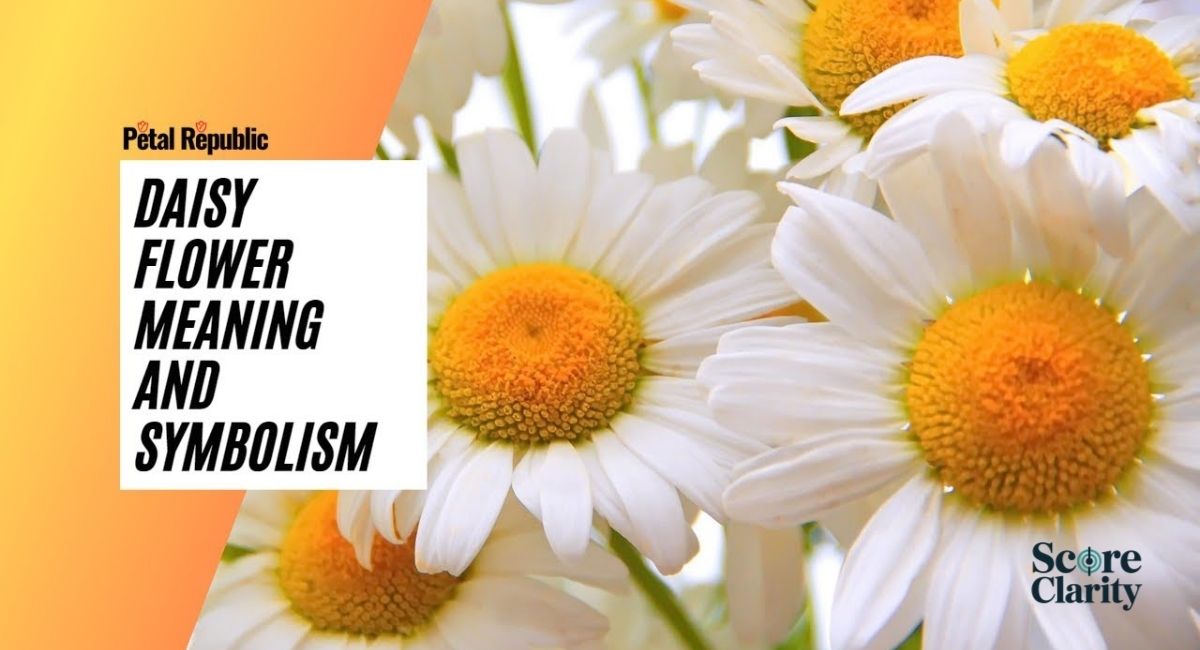 Case Study: Choosing the Right Daisy for a Meaningful Gift
