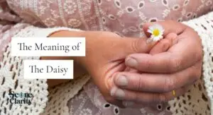 Daisy Flower Meaning