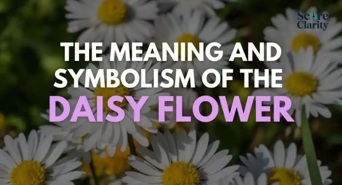 Daisy Flower Meaning by Color and Popular Daisy Varieties