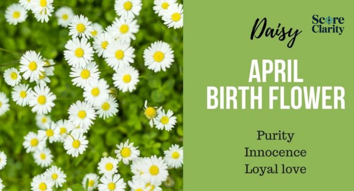 Daisy Flower Meaning in Birth Flowers and Celebrations