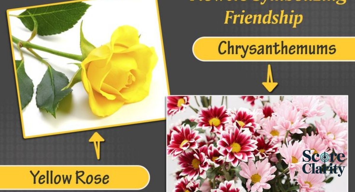 Daisy Flower Meaning in Friendship: A Symbol of Loyalty and Joy