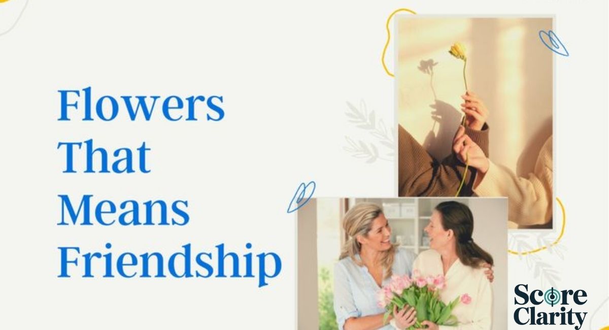 Daisy Flower Meaning in Friendship and Loyalty