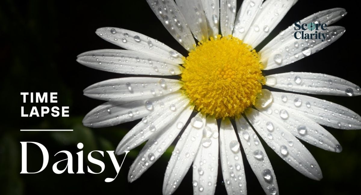 Daisy Flower Origin and History of Daisies