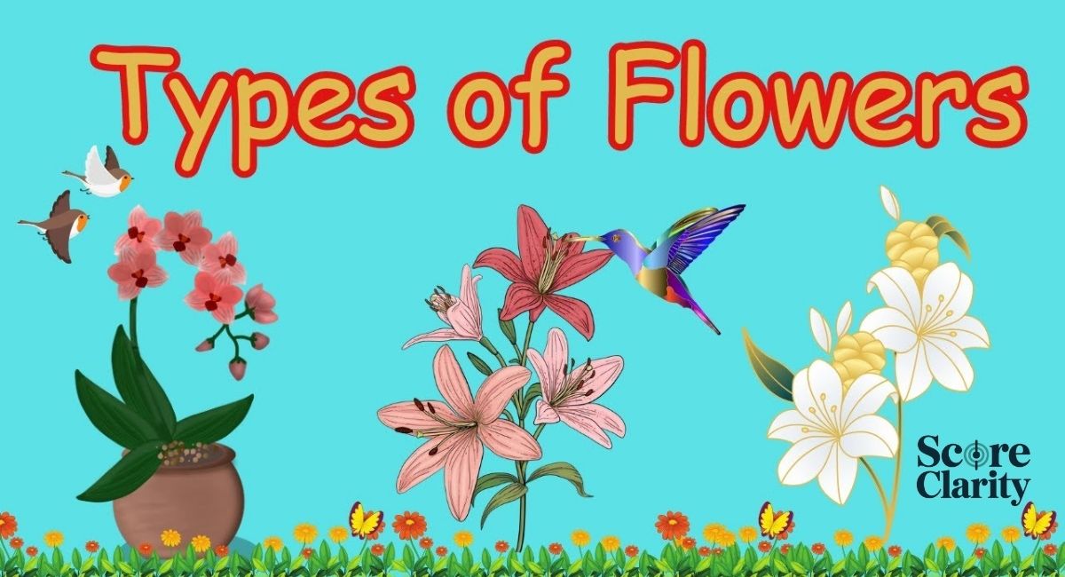 How Are Different Types of Flowers Classified