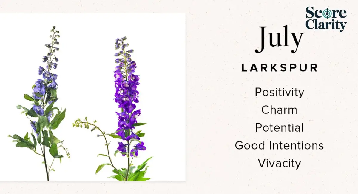 Larkspur Meaning and Symbolism