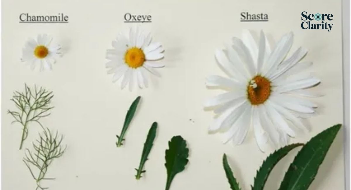Why Daisies Are Called a Composite Flower